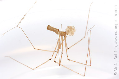 Daddy-longlegs spider  Pholcus phalangioides