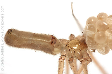 Daddy-longlegs spider  Pholcus phalangioides