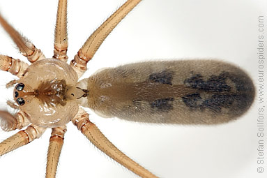 Daddy-longlegs spider  Pholcus phalangioides