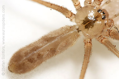 Daddy-longlegs spider  Pholcus phalangioides