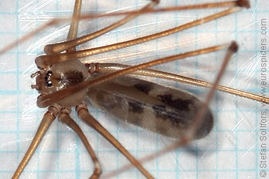 Daddy-longlegs spider  Pholcus phalangioides