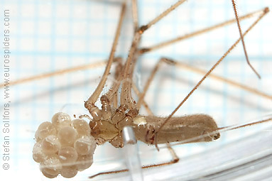 Daddy-longlegs spider  Pholcus phalangioides