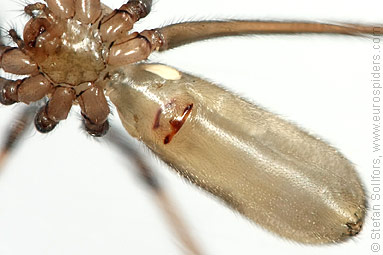 Daddy-longlegs spider  Pholcus phalangioides