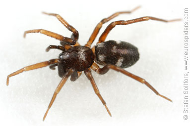 Pretty ant-spider Phrurolithus festivus