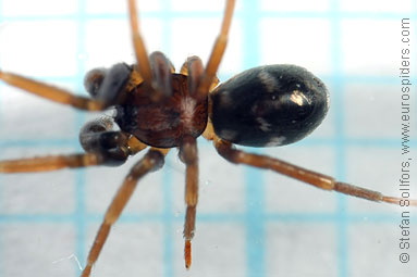 Pretty ant-spider Phrurolithus festivus