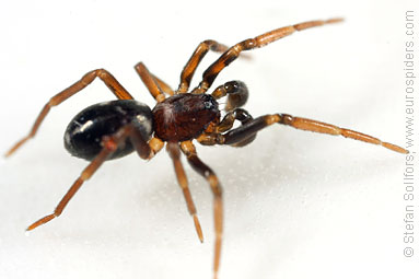 Pretty ant-spider Phrurolithus festivus