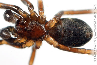 Pretty ant-spider Phrurolithus festivus