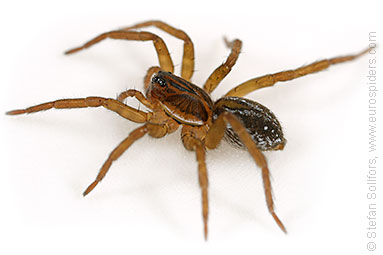 Pirate otter-spider Pirata piraticus
