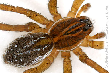 Pirate otter-spider Pirata piraticus
