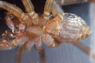 Pirate otter-spider Pirata piraticus