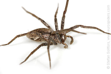 Nursery Web spider Pisaura mirabilis