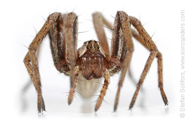 Nursery Web spider Pisaura mirabilis