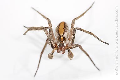 Nursery Web spider Pisaura mirabilis