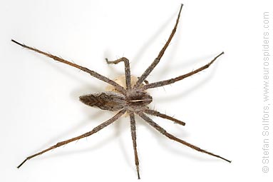 Nursery Web spider Pisaura mirabilis