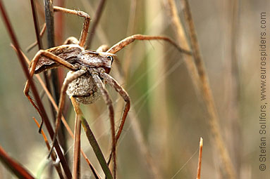 Nursery Web spider Pisaura mirabilis