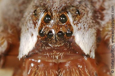 Nursery Web spider Pisaura mirabilis