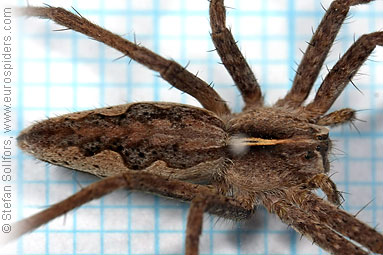 Nursery Web spider Pisaura mirabilis