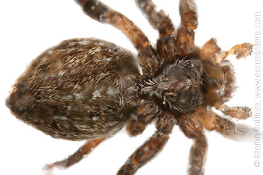 Nursery Web spider Pisaura mirabilis