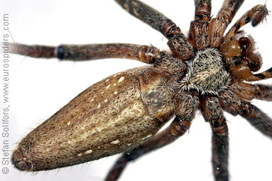 Nursery Web spider Pisaura mirabilis