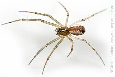 - Pityohyphantes phrygianus