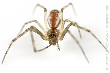 - Pityohyphantes phrygianus