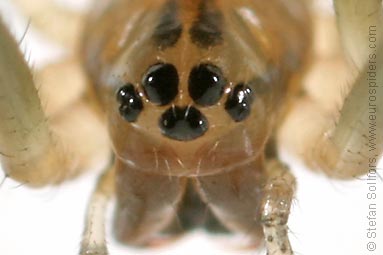 - Pityohyphantes phrygianus