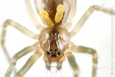 - Pityohyphantes phrygianus