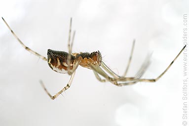 - Pityohyphantes phrygianus