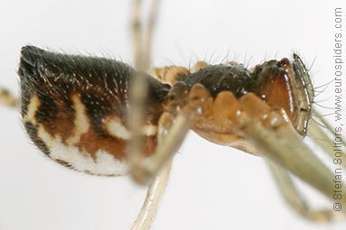 - Pityohyphantes phrygianus