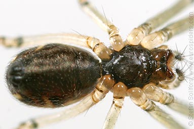 - Pityohyphantes phrygianus