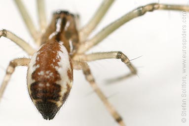 - Pityohyphantes phrygianus