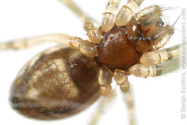 - Pityohyphantes phrygianus