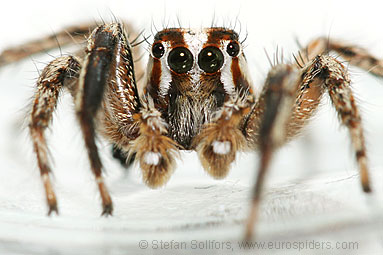 Pantropical jumper Plexippus paykulli