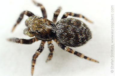 Black-palped jumper Pseudeuophrys erratica