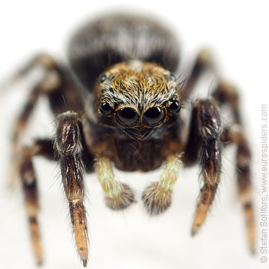 Black-palped jumper Pseudeuophrys erratica