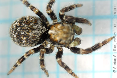 Black-palped jumper Pseudeuophrys erratica