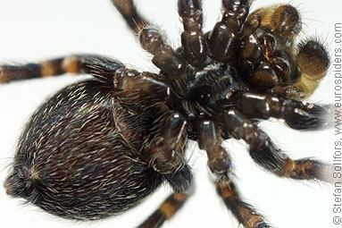 Black-palped jumper Pseudeuophrys erratica