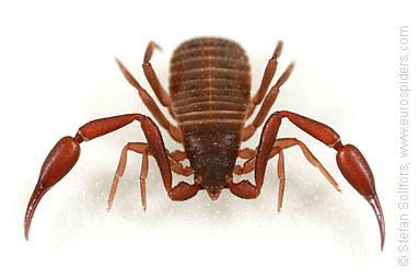 Pseudoscorpion Chelifer cancroides