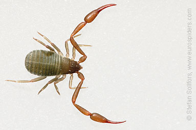 Pseudoscorpion Chelifer cancroides