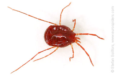 Red Mites