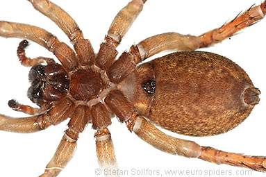 Ground wolf-spider Trochosa terricola