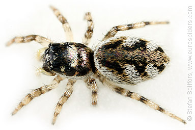 - Salticus cingulatus