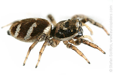 Zebra spider or Zebra jumper Salticus scenicus