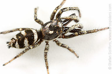 Zebra spider or Zebra jumper Salticus scenicus
