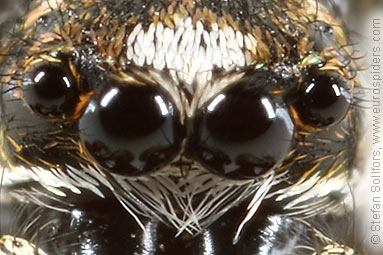 Zebra spider or Zebra jumper Salticus scenicus
