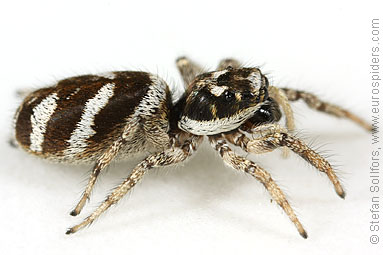 Zebra spider or Zebra jumper Salticus scenicus