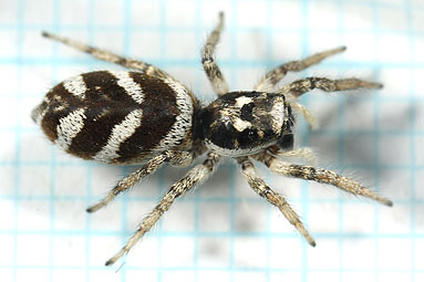 Zebra spider or Zebra jumper Salticus scenicus