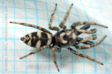 Zebra spider or Zebra jumper Salticus scenicus