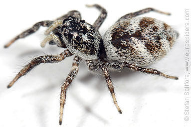 Zebra spider or Zebra jumper Salticus scenicus