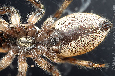 Zebra spider or Zebra jumper Salticus scenicus